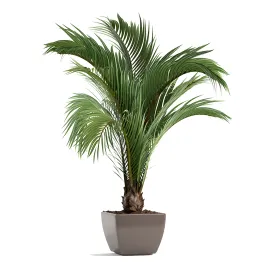 Plant palm